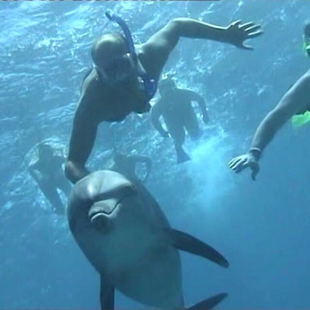 1 day diving in the Red Sea- Dive trip in Hurghada